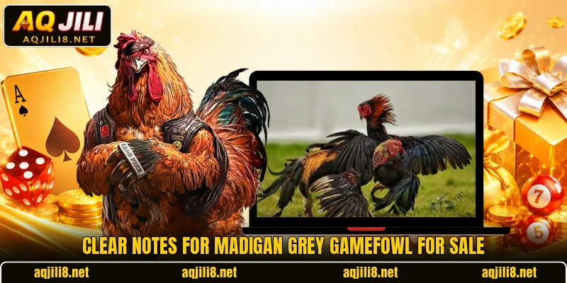 Clear notes for madigan grey gamefowl for sale Clear notes for madigan grey gamefowl for sale